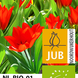 X 100 BIO TULIPA PRAESTANS ZWANENBURG 7/+