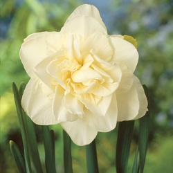 X 100 NARCISSUS OBDAM 12/14