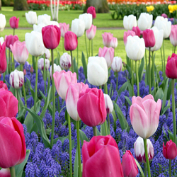 X 100 DANCING TULIPS I