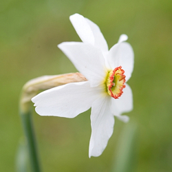 X 100 NARCISSUS RECURVUS (PHAESANTS EYE) 12/14