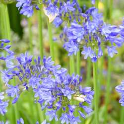 X 25 AGAPANTHUS BLUE GIANT 1/2