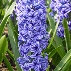 X   50 HYACINTHUS BLUE JACKET 15/16