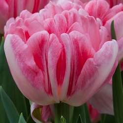 X 100 TULIPA FOXTROT 12/+
