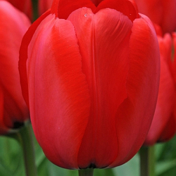 X 100 TULIPA RED IMPRESSION 12/+
