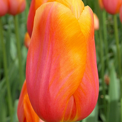 X 100 TULIPA DORDOGNE 12/+