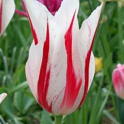 X 100 TULIPA MARILYN 11/12