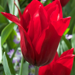X 100 TULIPA PIETER DE LEUR 12/+