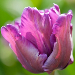 X 100 TULIPA BLUE PARROT 11/12