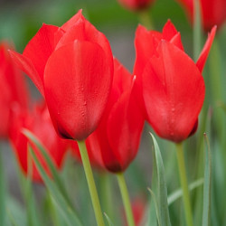 X 250 TULIPA LINIFOLIA 4/5