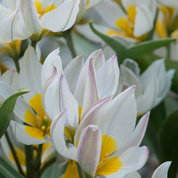 X 250 TULIPA POLYCHROMA 6/+