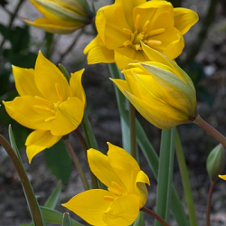 X 250 TULIPA SYLVESTRIS 6/+