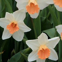 X 100 NARCISSUS ACCENT 12/14