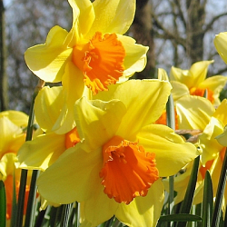 X 100 NARCISSUS BRACKENHURST 12/14