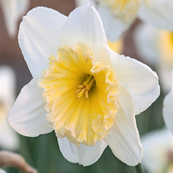 X 100 NARCISSUS ICE FOLLIES 12/14