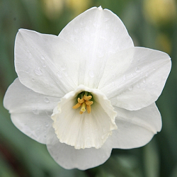 X 100 NARCISSUS STAINLESS 12/14