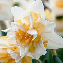 X 100 NARCISSUS DELNASHAUGH 14/16