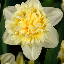 X 100 NARCISSUS ICE KING 12/14