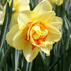 X 100 NARCISSUS TAHITI 14/16