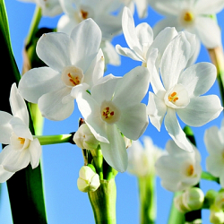 X   50 NARCISSUS PAPERWHITE 15/16