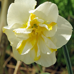 X 100 NARCISSUS LEMON BEAUTY 12/14