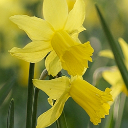 X 250 NARCISSUS FEBRUARY GOLD 12/14