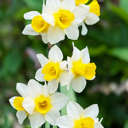 X 100 NARCISSUS GOLDEN ECHO 12/14