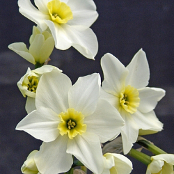 X 100 NARCISSUS LIEKE 12/14