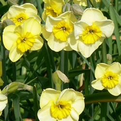 X 100 NARCISSUS SUN DISC 10/12