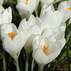 X 100 CROCUS JEANNE DARC 8/9