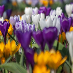 X 100 CROCUS GROOTBLOEMIG GEMENGD 8/9
