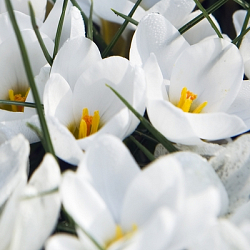 X 250 CROCUS SPECIE CHR. ARD SCHENK 5/+