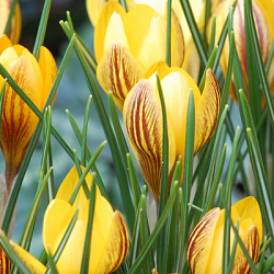 X 250 CROCUS SPECIE FUSCOTINCTUS 5/+