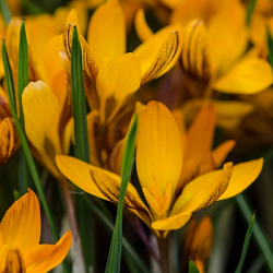 X 250 CROCUS ORANGE MONARCH 5/+