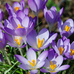 X 100 CROCUS SPECIE TOMMASINIANUS 5/+