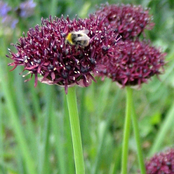 X 100 ALLIUM ATROPURPUREUM 10/+