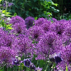 X 100 ALLIUM FIRMAMENT 8/+