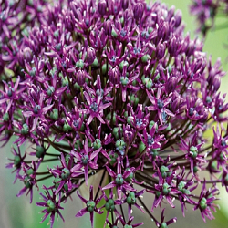 X 100 ALLIUM MIAMI 10/+