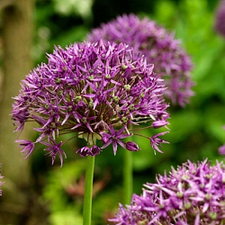 X 100 ALLIUM VIOLET BEAUTY 12/+