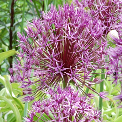 X   25 ALLIUM FORELOCK 14/+
