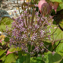 X   25 ALLIUM SCHUBERTII 12/14