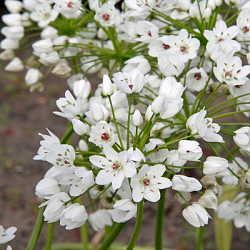 X 100 ALLIUM COWANII 5/+