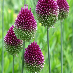 X 100 ALLIUM SPHAEROCEPHALON 6/+