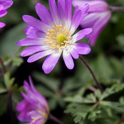 X 250 ANEMONE SPECIES BLANDA CHARMER 5/+
