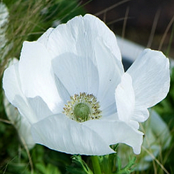X 100 ANEMONE CORONARIA BRIDE 5/6