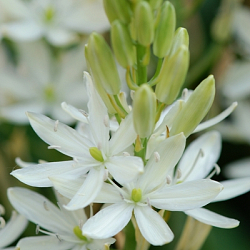 X 100 CAMASSIA LEICHTLINII ALBA 14/+