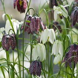 X 250 FRITILLARIA MELEAGRIS MIX 6/7