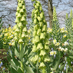 X   10 FRITILLARIA PERSICA IVORY BELLS 20/+