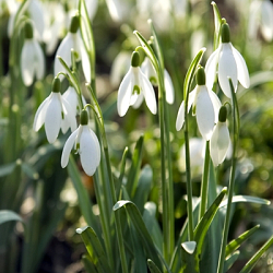 X 250 GALANTHUS ELWESII 6/7