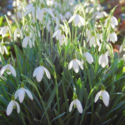 X 100 GALANTHUS WORONOWII 6/7