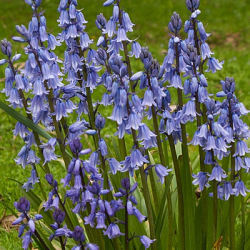 X 100 HYACINTHOIDES HISPANICA EXCELSIOR 10/+